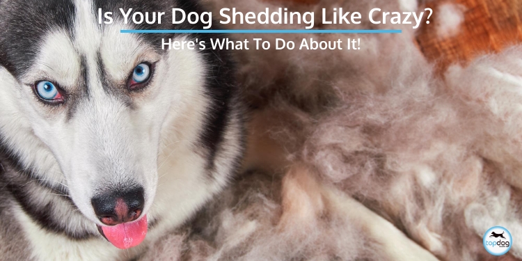 Is Your Dog Shedding Like Crazy Here S, Do Dogs Shed Winter Coats