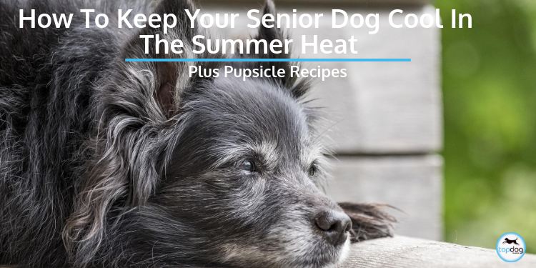 How to Keep Your Senior Dog Cool in the Summer Heat + Pupsicle Recipe