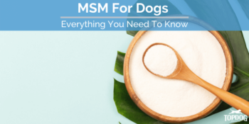 MSM For Dogs Everything You need to know