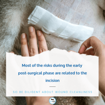Most of the risks during the early post-surgical phase are related to the incision