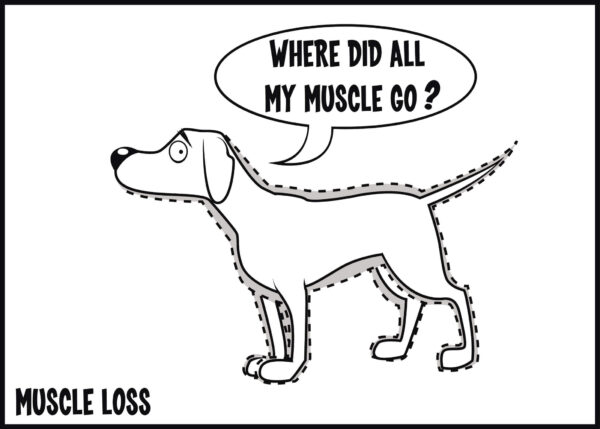 muscle loss is a sign of arthritis in dogs