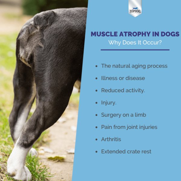Muscle atrophy in dogs Why Does It Occur
