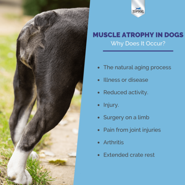 how do you tell if your dog has a torn muscle