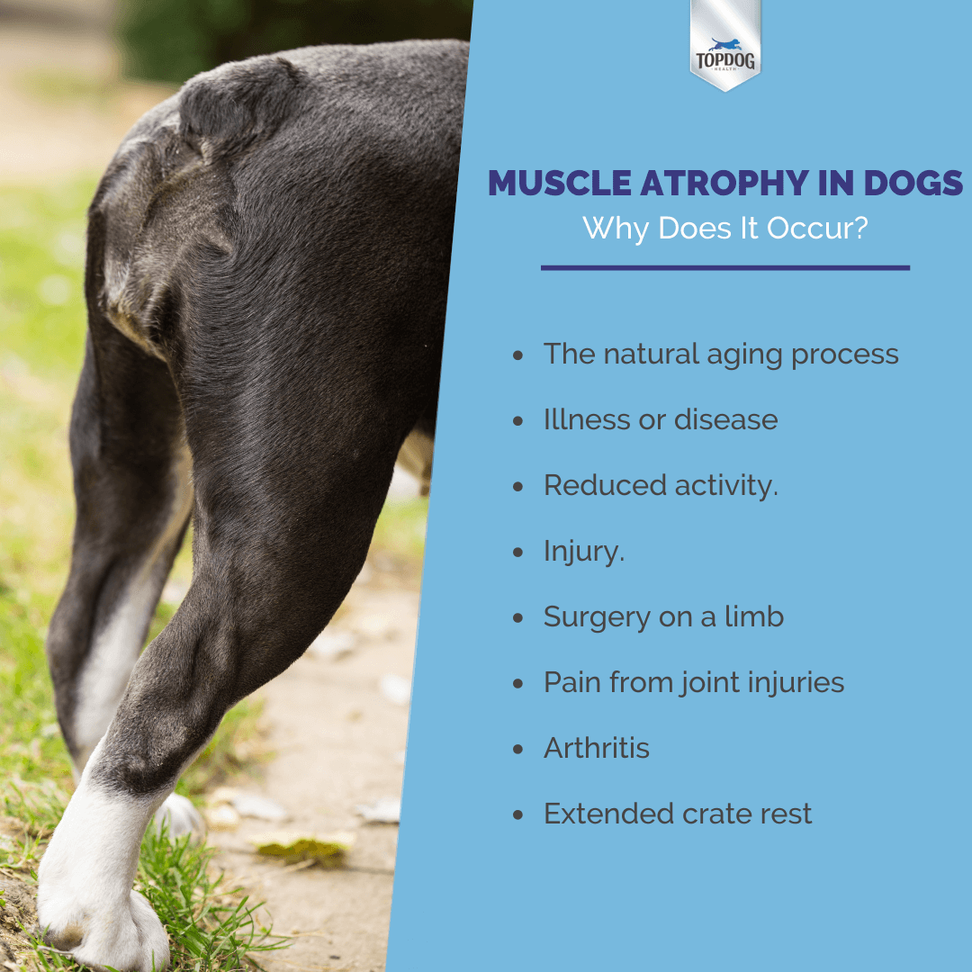 Muscle Atrophy in Dogs: What It Is, How to Spot It and Fix It | TopDog ...