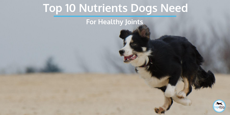 Top 10 Nutrients Dogs Need for Healthy Joints 