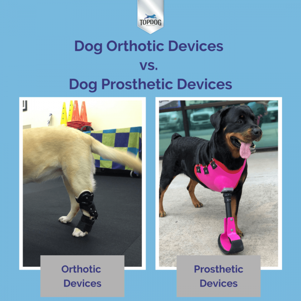 Dog hind hotsell limb braces