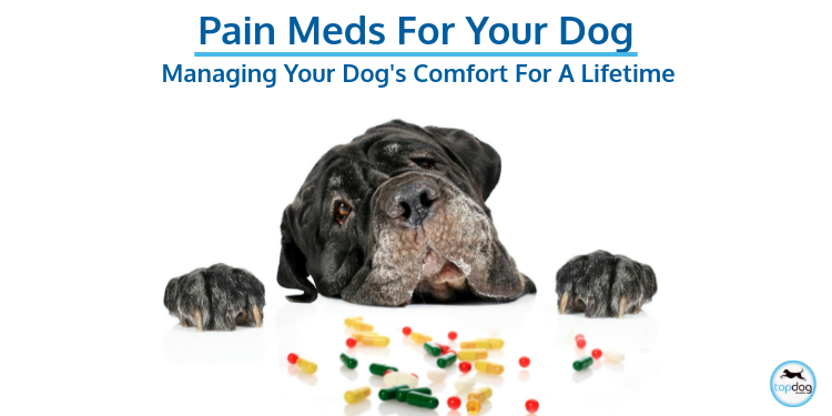 Insider Tips: Pain Management for Your Dog