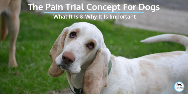 The Pain Trial Concept for Dogs. What is it and Why is it important?