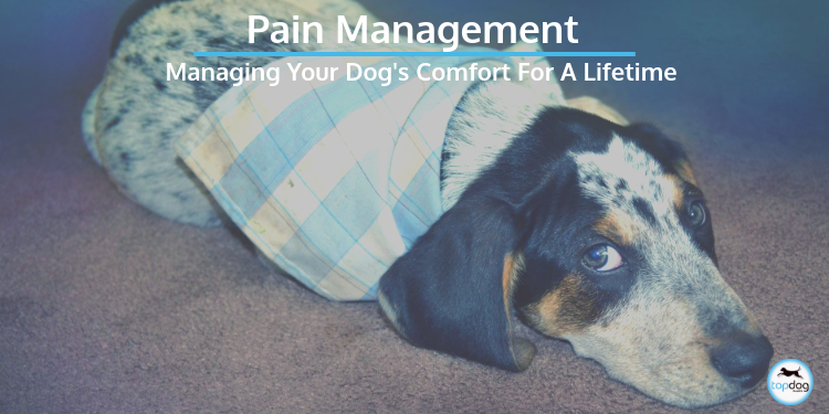 Pain Meds for Dogs and Managing Your Dog’s Comfort for a Lifetime