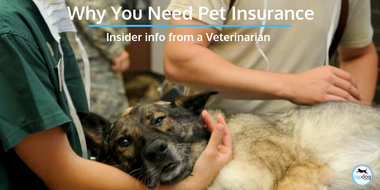 Why You Need Pet Insurance: Insider Info from a Veterinarian