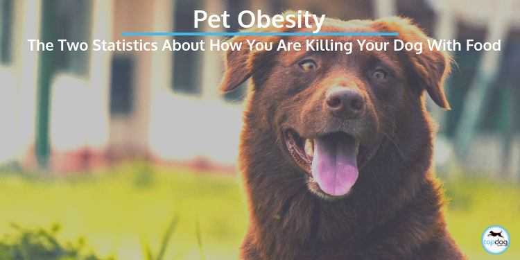 Pet Obesity: The Two Statistics About How You are Killing Your Dog With Food