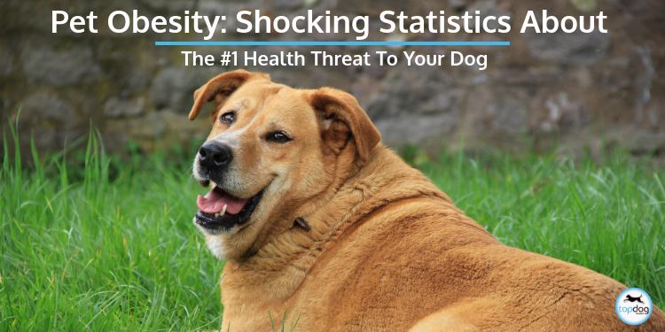 Pet Obesity: Shocking Statistics About the #1 Health Threat to Your Dog