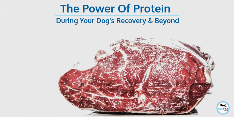 The Power of Protein during your Dog’s Recovery and Beyond