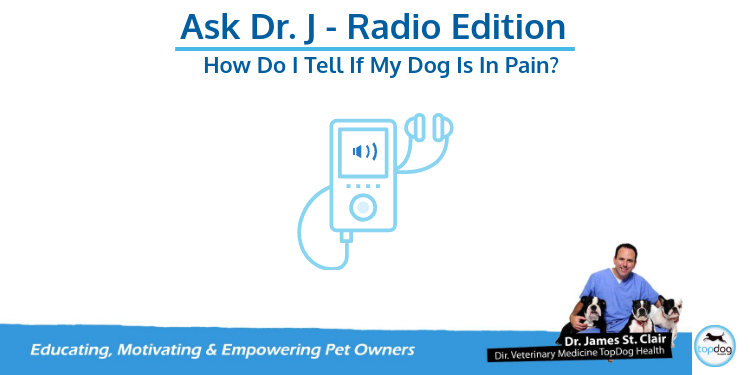 Recent Radio Show Interview: Getting Your TopDog in Top Shape After Joint Surgery
