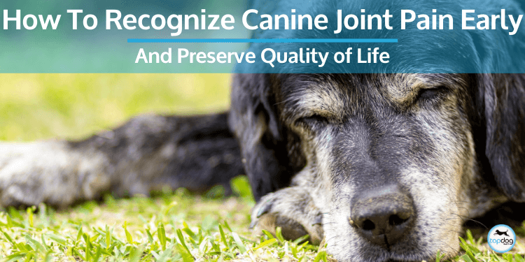 How to Recognize Canine Joint Pain
