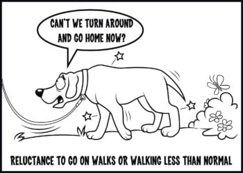 avoiding walks is a sign of arthritis in dogs
