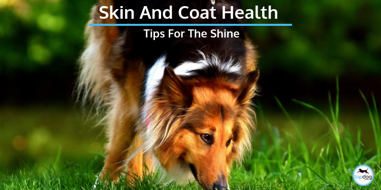 Skin and Coat Health: Tips for the Shine