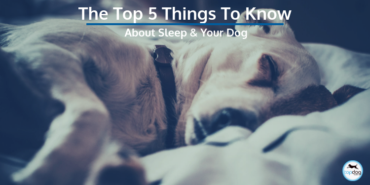 The Top 5 Things to Know About Sleep and Your Dog