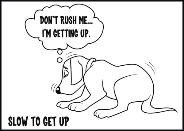 slow to get up or down is a sign of arthritis in dogs