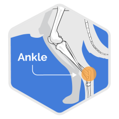 Surgery and Conditions Icons TDH Color-Filled_Ankle Blue
