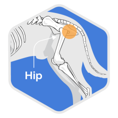 Surgery and Conditions Icons TDH Color-Filled_Hip Blue
