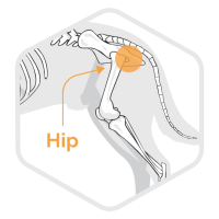 Surgery and Conditions Icons TDH_Hip Orange