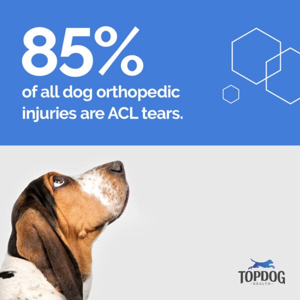 TPLO 85 percent are ACL Tears