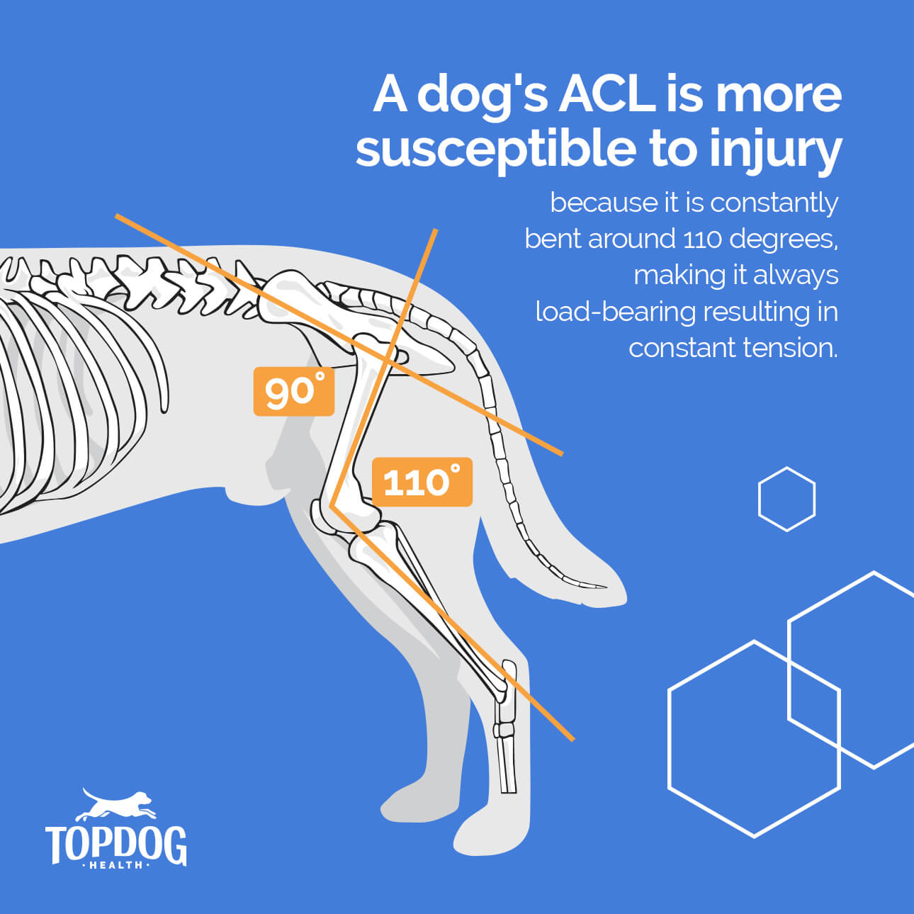 TPLO for Dogs | TopDog Health