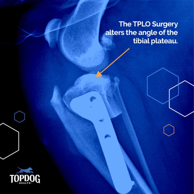 TPLO for Dogs | TopDog Health