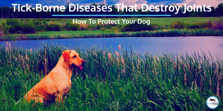 Tick-Borne Diseases That Destroy Joints: How to Protect Your Dog