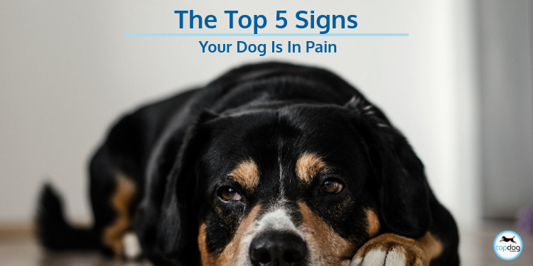 The Top 5 Signs Your Dog Is in Pain