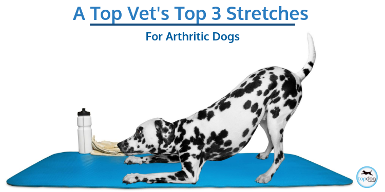 A Top Vet’s Top 3 Stretches for Arthritic Dogs