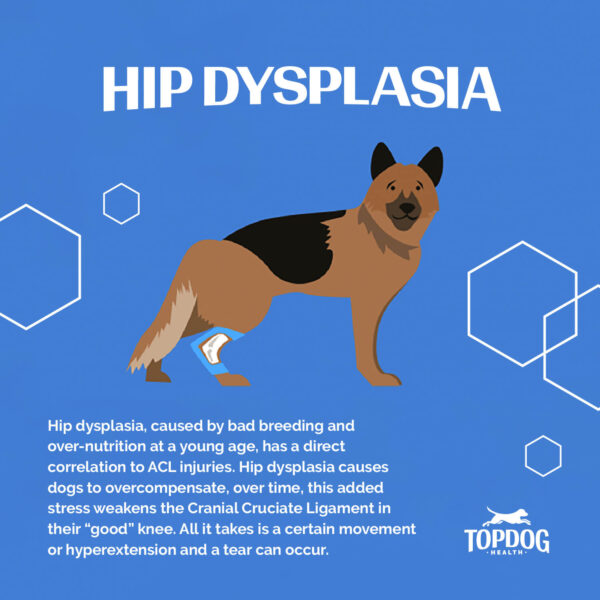 Why so many dog tear acl hip dysplasia