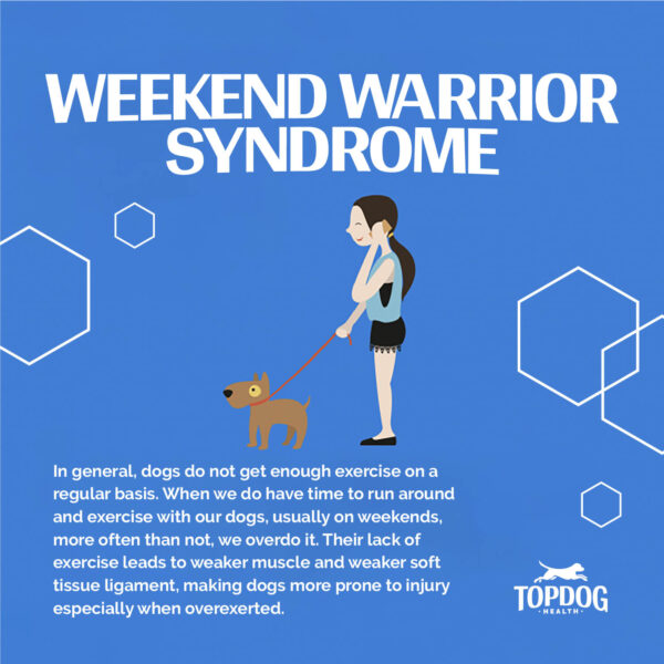 Why so many dog tear acl weekend warrior
