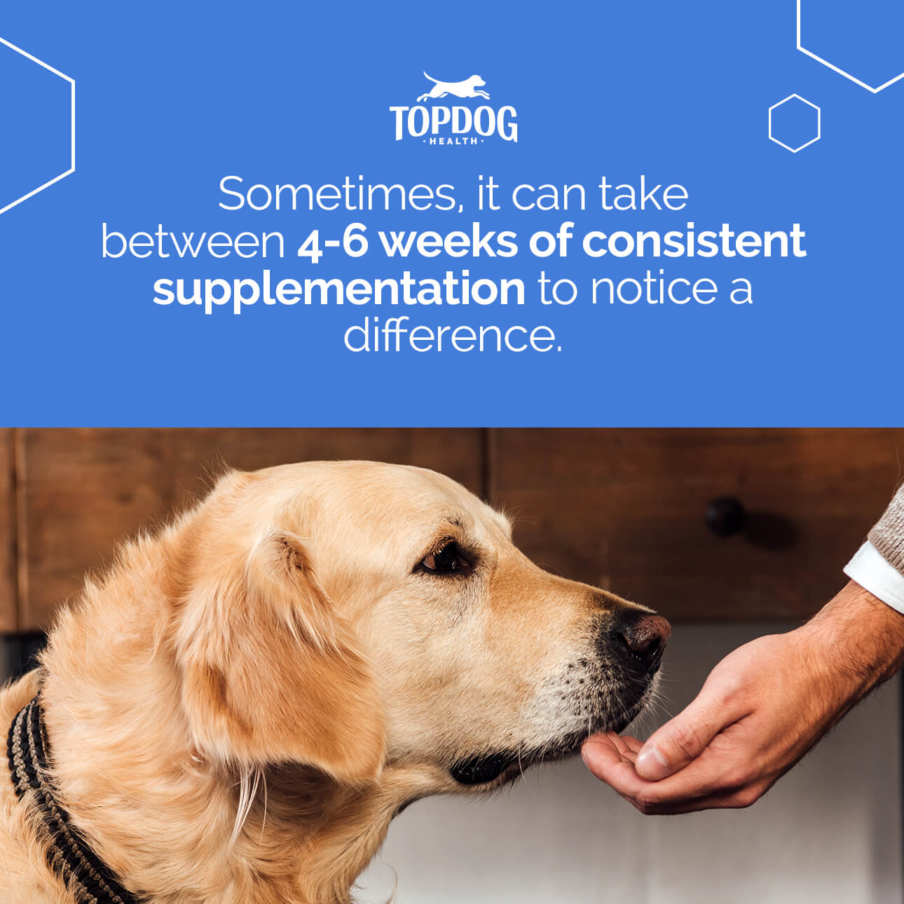 Top rated best sale dog supplements