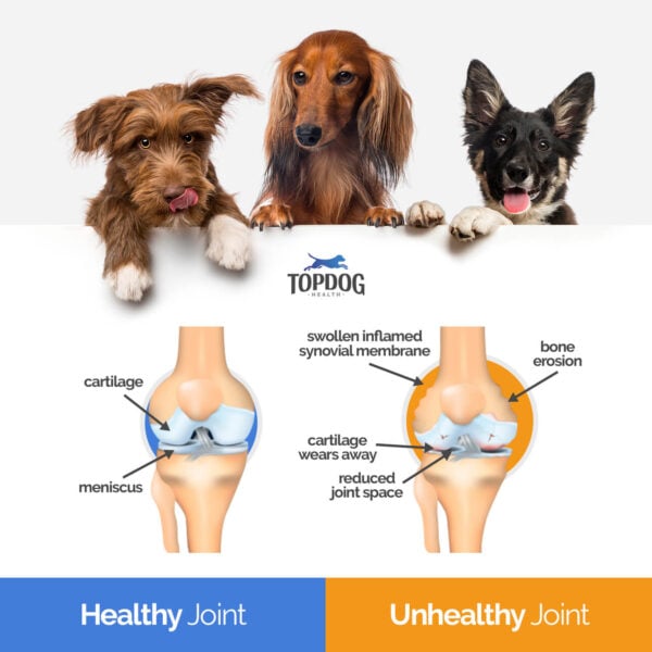 healthy vs unhealthy dog joint