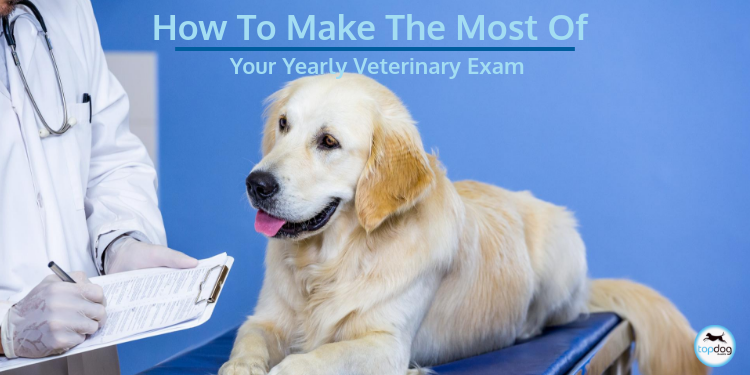 Insider Tips: How to Make the Most of Your Yearly Veterinary Exam