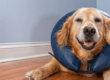 What is TPLO Surgery in Dogs