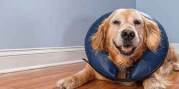 What is TPLO Surgery in Dogs