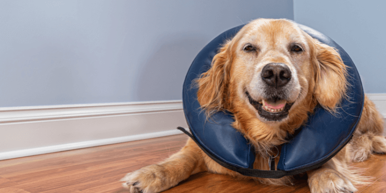 what-is-tplo-surgery-for-dogs-topdog-health