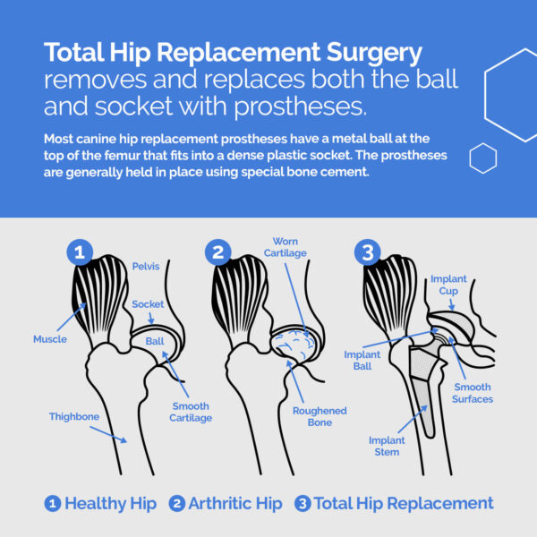 What is dog total hip replacement surgery