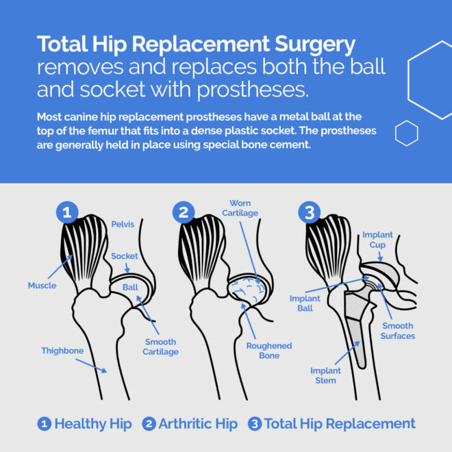 THR Surgery for Dogs | TopDog Health