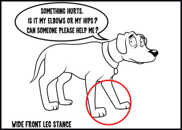 wide front leg stance is a sign of arthritis in dogs
