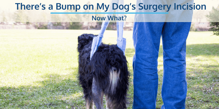 Hay un bulto en la incisión de la cirugía de mi perro... ¿Y ahora qué?