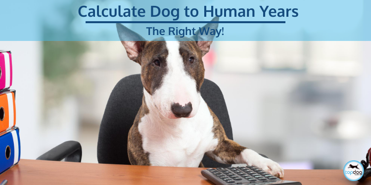 The Right Way to Calculate Dog to Human Years