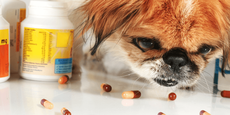 can dogs take any human pain killer