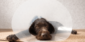 can dog sleep with a cone feature image