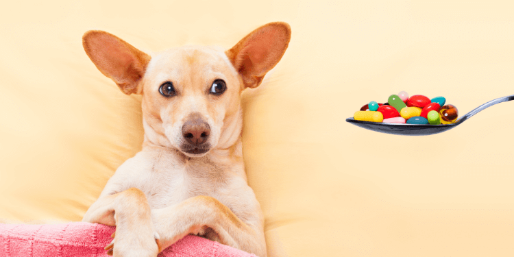 A Guide to Glucosamine and Chondroitin for Dogs