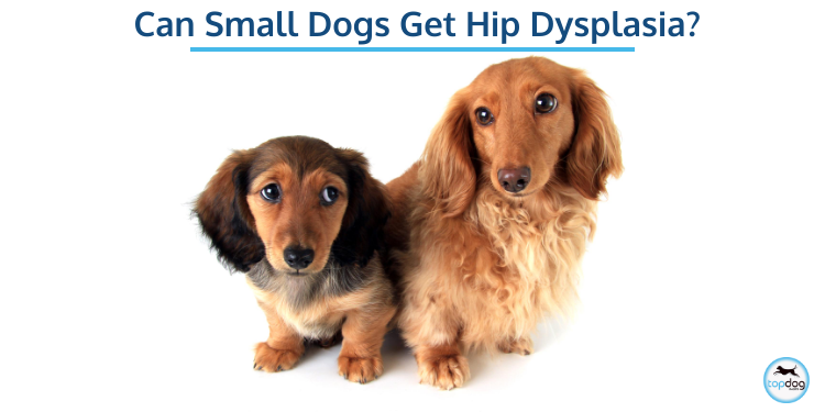 Can Small Dogs Get Hip Dysplasia?