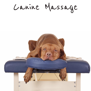 https://topdoghealth.com/wp-content/uploads/canine-massage.png